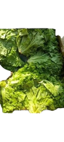 Lettuce Butterhead Green - A Grade 20 Kg Carton Freshly Chopped Common Shape Cooked Style | No Artificial Flavor
