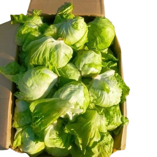 Lettuce Iceberg
