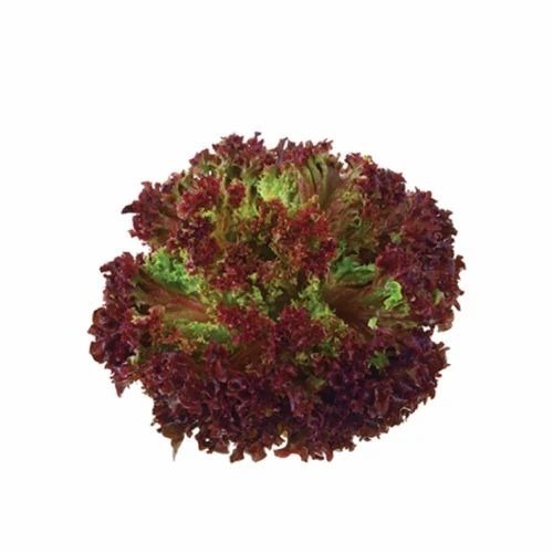 Chinese Cabbage & Broccoli - 50 Kg & 20 Kg Carton Packaging | B Grade, A Grade, Chopped, Cooked Style