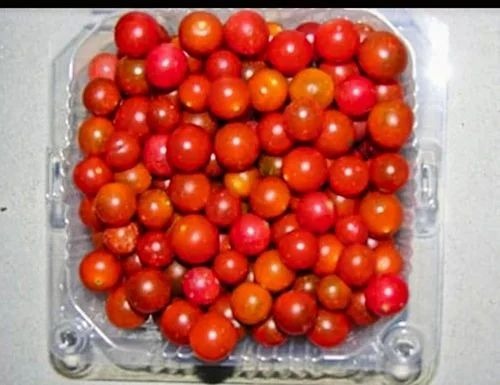 Red Cherry Tomatoes - A Grade 5 Kg Plastic Bag | Chopped Common Shape 2 Days Shelf Life Cooked Style