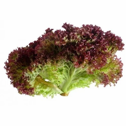 Red Lollo Rosso Lettuce