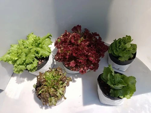 Fresh Organic Lettuce - 100% Premium, Fresh Green Color | Chopped, Common Shape, Cooked Style