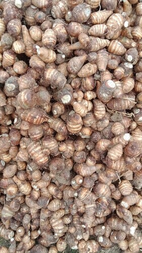 Fresh Taro Root - Raw Oval Shape, Gluten-Free Dietary Fiber Rich Option with High Carbohydrates and Potassium Content, Easy to Cook and Long Shelf Life