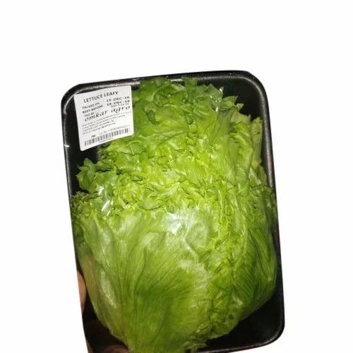 Green Lettuce Iceberg - Organic, A Grade, Fresh | Chopped Form, Common Shape, Cooked Style in 5 Kg Gunny Bag Packaging