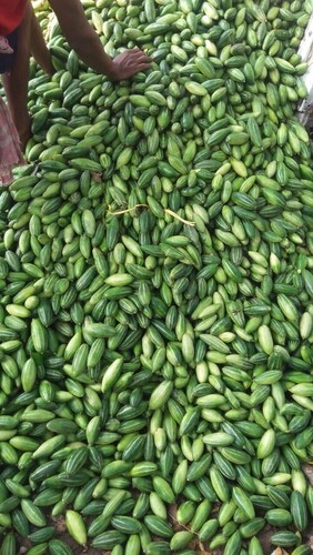 Green Parwal - Raw, Seasoned, Oval | High In Dietary Fiber, Vitamins A & C, Naturally Grown, Promotes Healthy Digestion And Weight Management