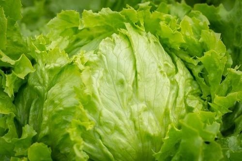 Lettuce Iceberg