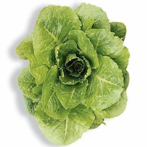 Lettuce Roman