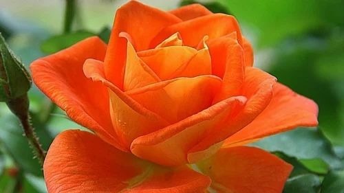Orange Rose Plant - Spathiphyllum Cut Flower for Garden Use Full Sun Exposure Vibrant Orange Blooming in Spring