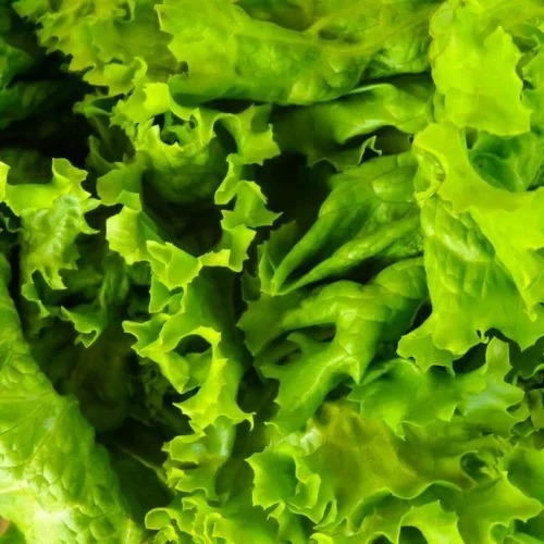 Organic Lettuce - 5 Kg A Grade Green Variety | Chopped, Cooked, No Artificial Flavour