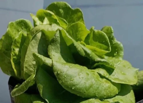 Organic Butterhead Lettuce - 5 Kg A Grade Carton , Chopped Style, Cooked Shape, No Artificial Flavour