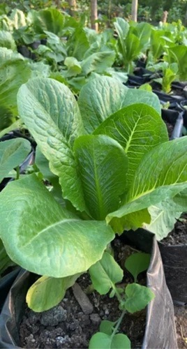 Organic Lettuce Green Romaine - Certified Organic, Green Color, Chopped Processing | No Artificial Flavor, Common Shape, Cooked Style