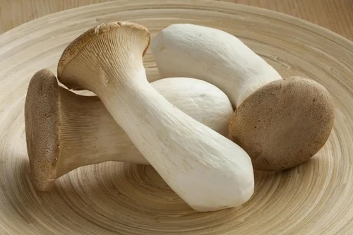 Oyster Mushroom