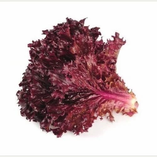 Red Lettuce - Organic, No Preservatives, Red Color | Chopped, Common Shape, Shelf Life of 3 Months, Style: Cooked