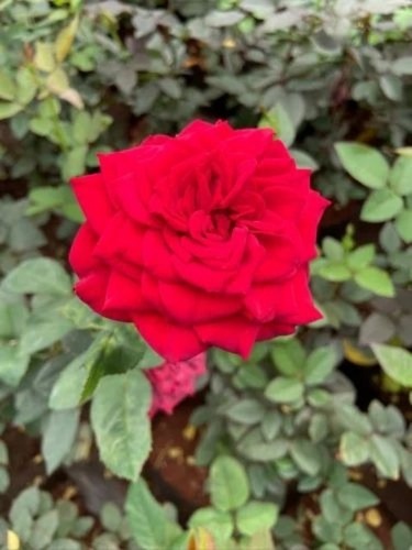 Red Rose Flower Plant - 0.4 Mtr Width X 0.4 Mtr Long X 1.2 Mtr Height Box Full Sun Exposure Decorated Bambu Sticks Support