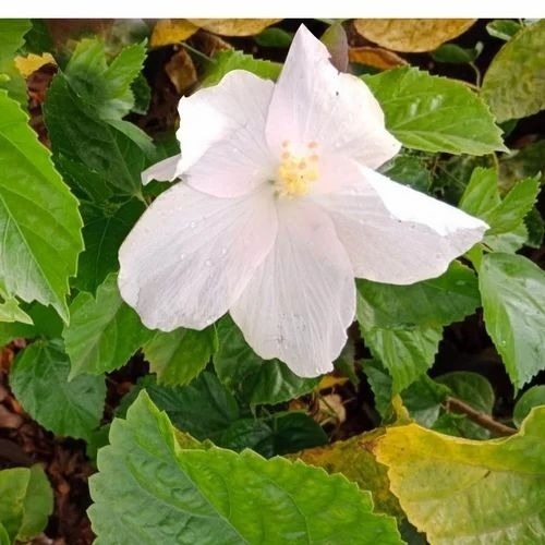 White Rose Jaswand Plant - White Spring-Blooming Flowering Plant | Ideal for Gardens Requires Well Watering Variety: Rose