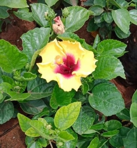 Yellow Rose - Full Sun Exposure Spring Blooming Jaswand Plant with Vibrant Yellow Flowers