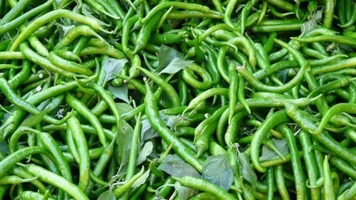 Fresh Green Chilli - 10 kg Carton, A Grade Long 5 Inch Capsicum - Chopped, Cooked, 48 Days Shelf Life
