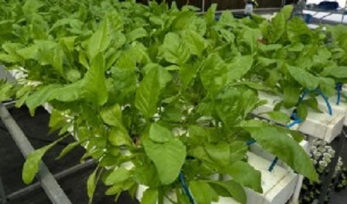 Fresh Spinach - Green, Raw & Seasoned | Long Shelf Life, Easy to Digest, Good for Health