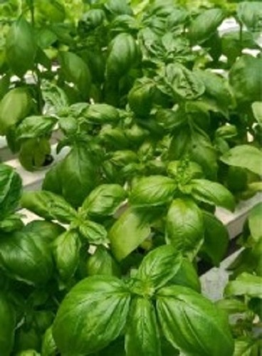 Fresh Thai Basil Leaves