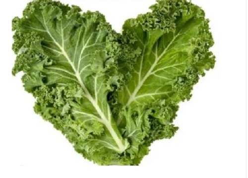 Green Kale - Raw, Seasoned | Green Color, Long Shelf Life, Easy to Digest