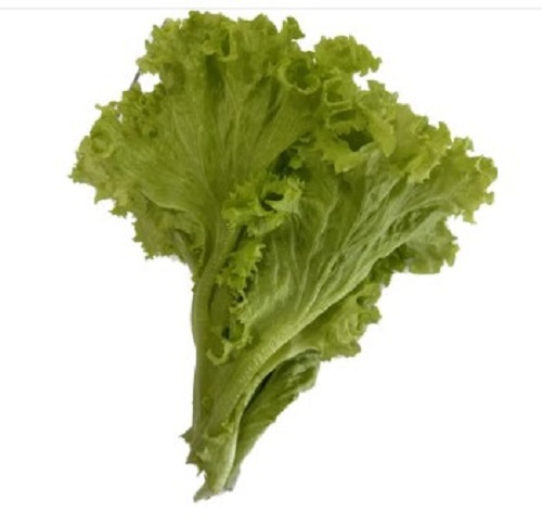 Green Lettuce