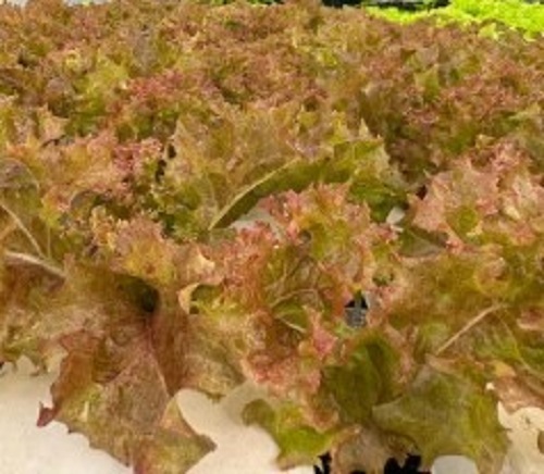 Lollo Rosso Lettuce - Raw, Seasoned | Long Shelf Life, Easy to Digest, Delivered On Time, Tested on Quality Standards