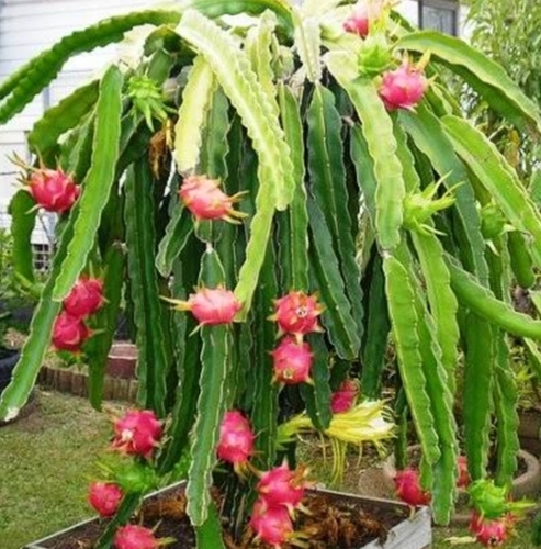 Dragon Fruit Plant 