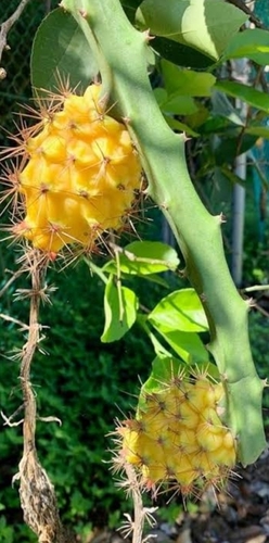 Yellow Dragon Fruit  - Cultivation Type: Common