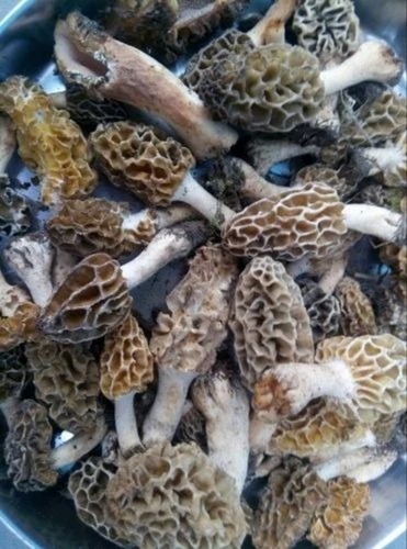 Dried Morel Mushroom