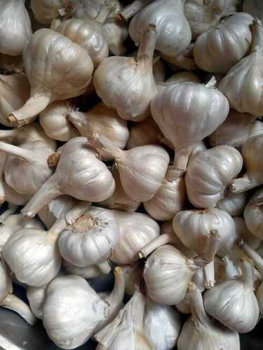 fresh garlic 