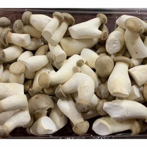 King Oyster Mushroom