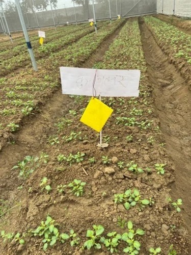 Kufri Bahar 3797 Seed Potatoes