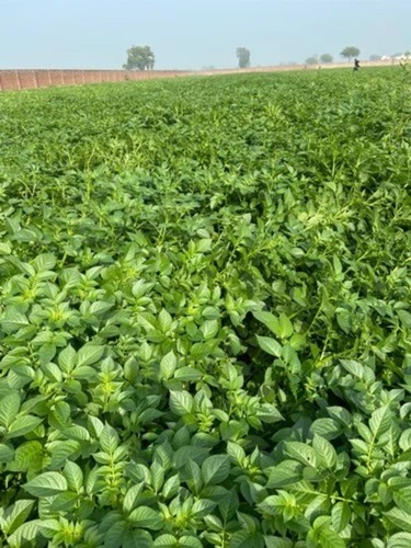 Kufri Chipsona 3 Breeder Seed Potatoes