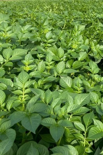 Kufri Lavkar Seed Potatoes