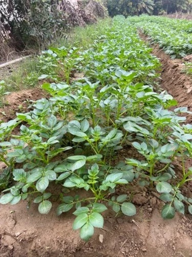 Kufri Mohan Seed Potatoes - A Grade Quality, 100% Pure Natural Vegetable Seeds | Optimal for Crop Cultivation