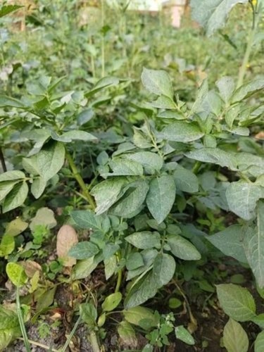 Kufri Sangam Seed Potatoes