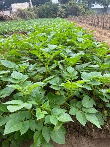 Kufri Sukhyati Breeder Seed Potatoes