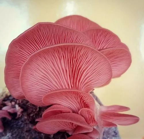 Pink Oyster Mushroom