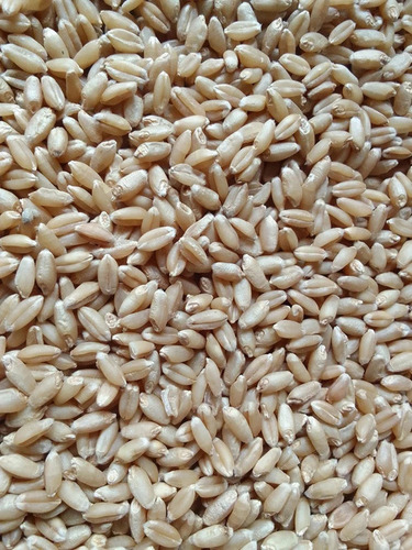 Wheat Grain - Soft Organic Bread Wheat , Gluten Present, Nutrient-Dense, Moisture-Controlled, Long Shelf Life, 100 Percent Purity