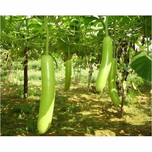 Bottle Gourd - Pesticide Free, 100% Purity, Chopped Form | Common Shape, 3 Days Shelf Life, Ideal for Kitchen Usage