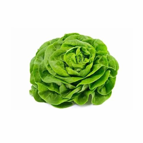 Butterhead Lettuce