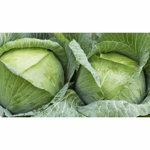 Green Cabbage - Pesticide-Free Raw Product, A Grade Quality, 100% Purity, Chopped Style, 3 Days Shelf Life