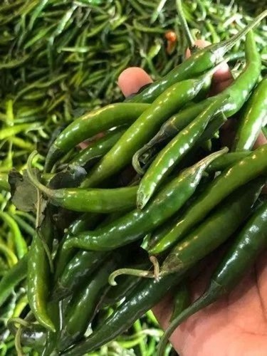 Green Chilli - Chopped A Grade, Pesticide Free Cooking Ingredient in Plastic Bag | Common Shape, Shelf Life 3 Days, Style: Cooked