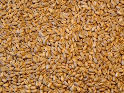Natural Wheat Seeds - 100% Pure, Golden Color, Grade A Hybrid | Natural Taste, High Purity, Ideal for Cultivation