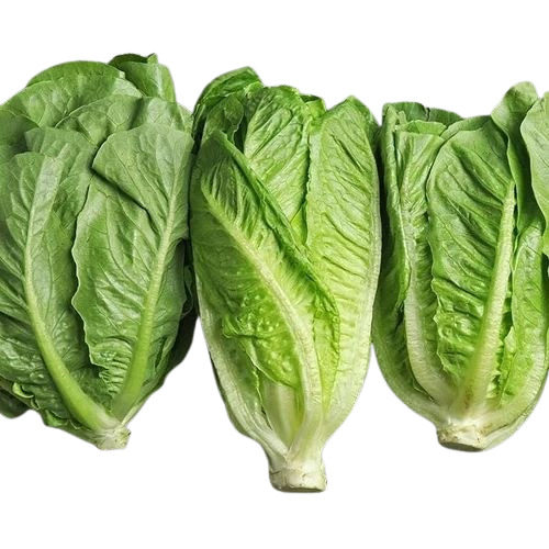 Romaine Lettuce