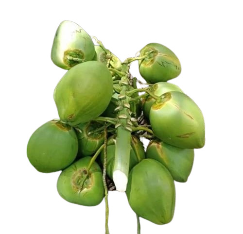 Tender Coconut - Whole A Grade | Medium Size Green Color Fresh Style Diamond Shape Good Shelf Life of 30 Days
