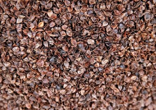Organic Brown Buckwheat - Grade A Gluten Free Highly Pure Fresh Style Good For Health Rich in Nutrients