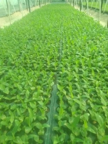 Banana Plant - 7-10 Inch Height Green Color | Full Sun Exposure Organic Fertilizer Well-Drained Soil