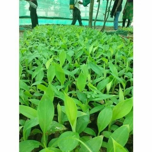 Banana Tissue Culture Plants - Green Color, Requires Full Sun Exposure, Well-Drained Soil, Organic Fertilizer | Variety: Other, Banana