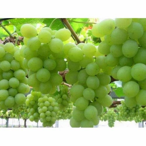 Green Grapes - A Grade, Common Variety | Fresh, Sweet Taste, Whole Part, Very Good Quality